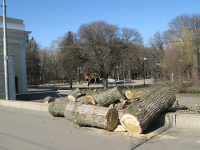 Процедура вырубки деревьев для застройщика значительно упрощена.