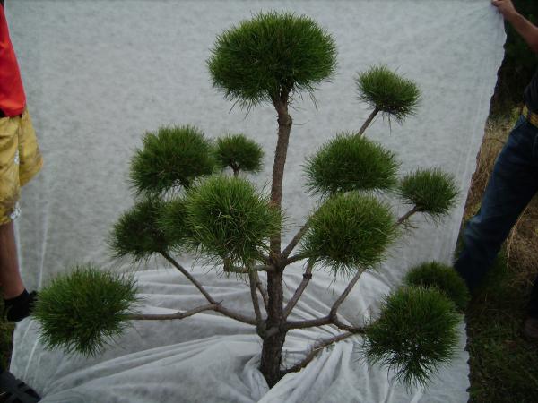 Дерево-бонсай, садовый, от 1 м,