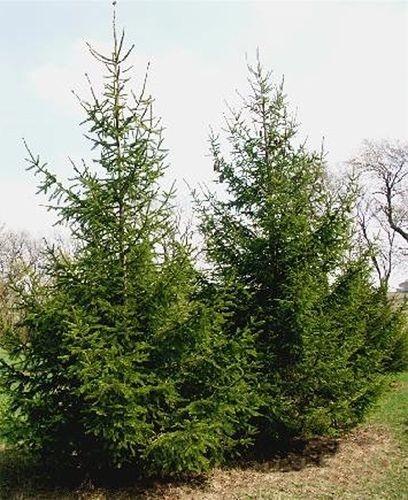 Ель обыкновенная (Picea abies). От 1 до 8 метров